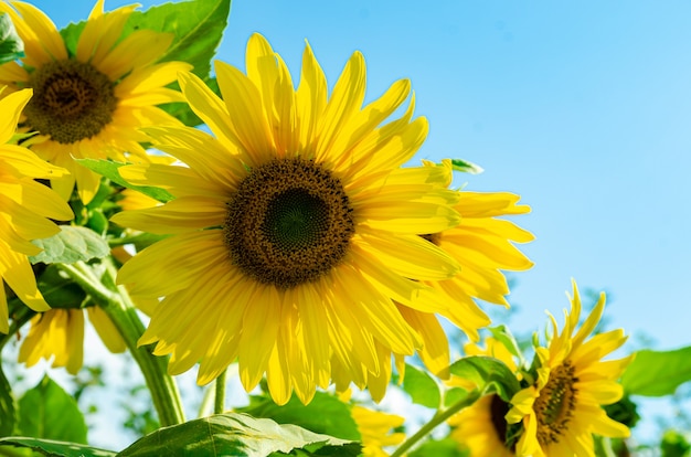 flores de girasol en el jardín bajo los rayos del sol de verano