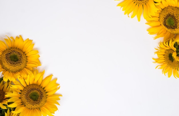 Foto flores de girasol sobre un fondo blanco. fondo de verano con espacio para texto.