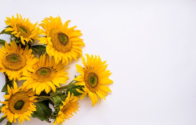 Flores de girasol sobre un fondo blanco. Fondo de verano con espacio para texto.