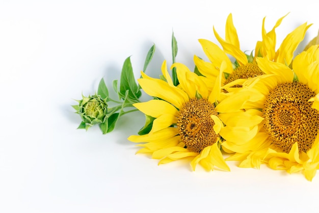 Flores de girasol sobre un fondo blancoEspacio para texto