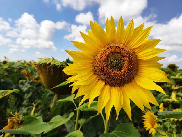 Flores de girasol