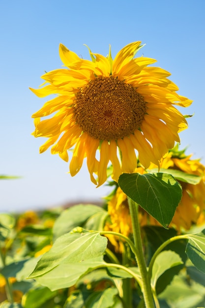 Flores de girasoles en un hermoso campo de girasoles en verano