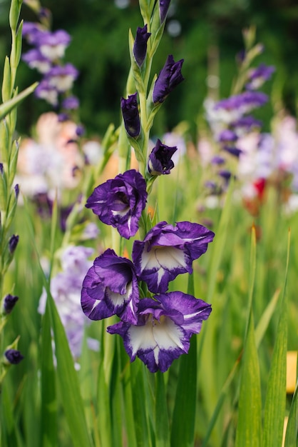 Flores de gladiolos morados y blancos en el jardín en verano