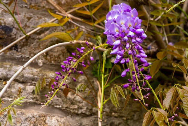 Flores de glicina cerrar macro de alta resolución