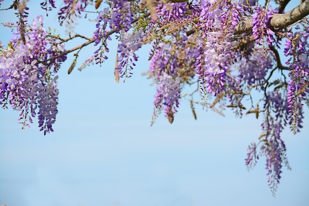 Flores de glicina bajo un cielo azul