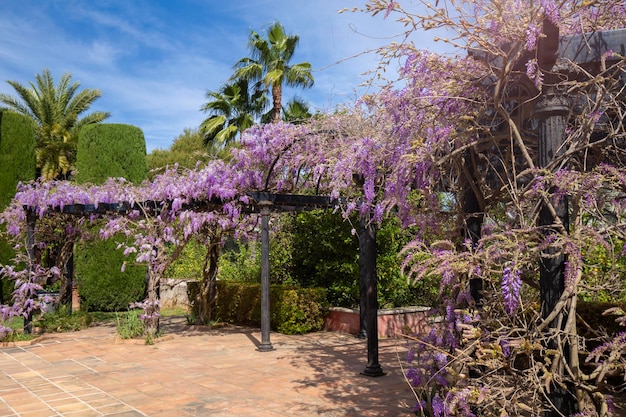 Flores de glicina lila en una pérgola de madera en el jardín