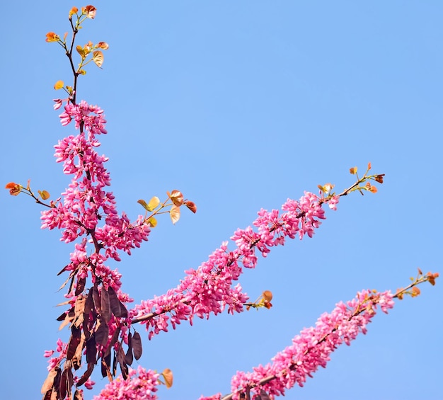 Flores de glicina rosa bajo un cielo despejado