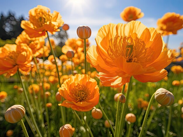 Foto flores de globo naranja o trollius europaeus en el fondo natural flores de globos naranja en el campo ilustración generativa de ia