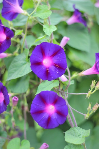 Flores de gloria de la mañana púrpura en el jardín