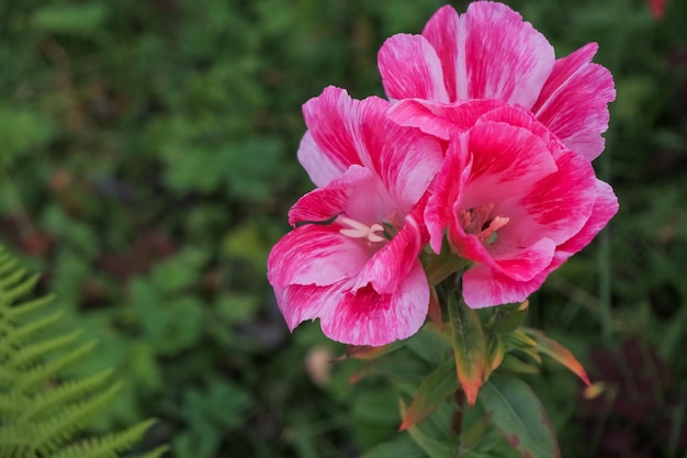 Flores Godetia Clarkia pulchella Rosa y rojo jardín de verano exquisitas flores frescas Flor rosa espacio de copia de flores