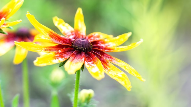 Flores con gotas de agua en verano.