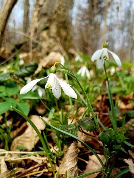 flores de gotas de nieve en el bosque