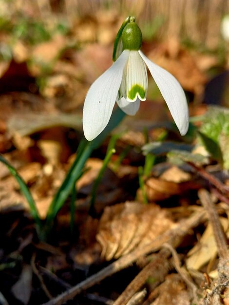 Flores de las gotas de nieve de primavera