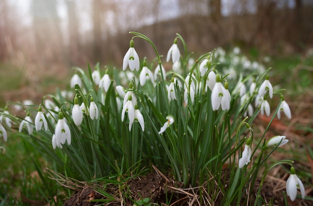 Las flores de las gotitas de nieve que florecen en invierno y la luz del sol de primavera que brilla a través de las flores y hojas