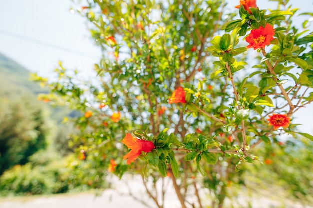 Flores de granada en flor roja en las ramas de los árboles