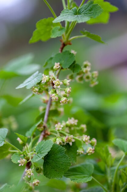 Flores de grosella negra en rama con fondo bokeh macro bayas de grosella joven en ramas de b ...