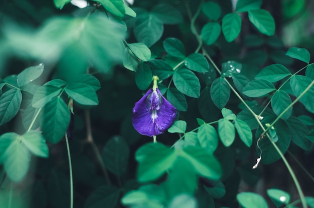 Flores de guisante azul sobre fondo de naturaleza