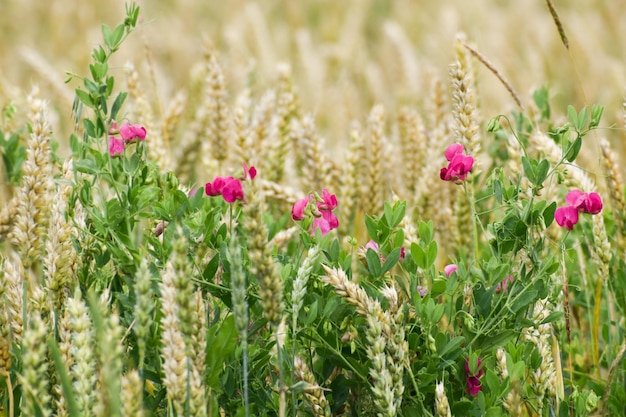 Flores de guisante rosa en campo de trigo vicia sativa