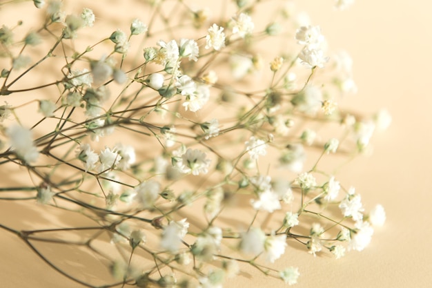 flores de gypsophila en beige