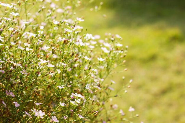 Flores Gypsophila en el jardín