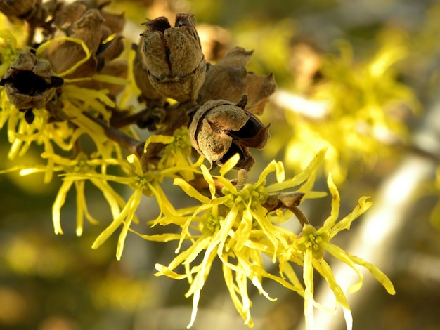 Foto las flores de hammamelis