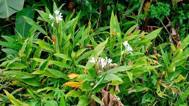 Las flores de Hedychium coronarium crecen frescas