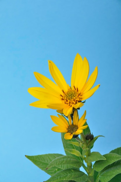 flores de helianto sobre un fondo azul