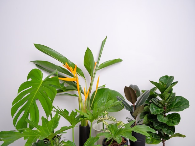 Flores de Heliconia y plantas de interior, hojas verdes, purificar el aire natural con Monstera, filodendro xanadu, Zamioculcas zamifolia, planta de serpiente, higo de violín en maceta, famoso árbol interior.