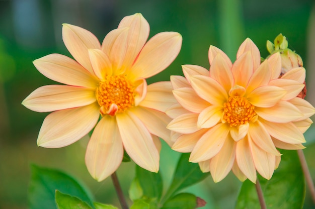 Foto flores de la hermana