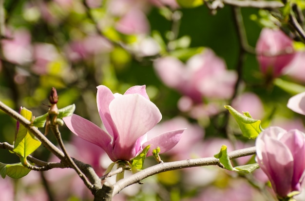 Flores hermosas del árbol de magnolia en primavera.