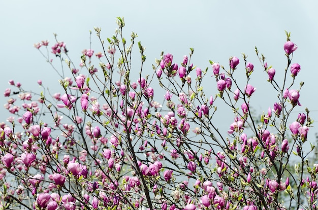 Flores hermosas del árbol de magnolia en primavera.