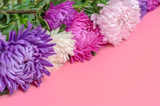 Flores hermosas del aster en fondo del color de rosa en colores pastel. Lay Flat.
