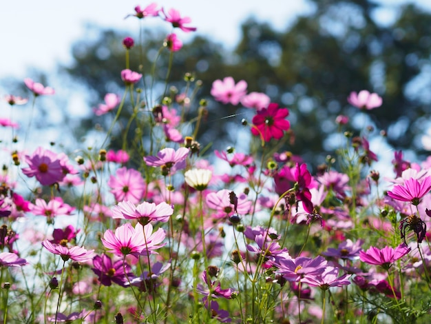 Flores hermosas del cosmos en el jardín para el fondo.