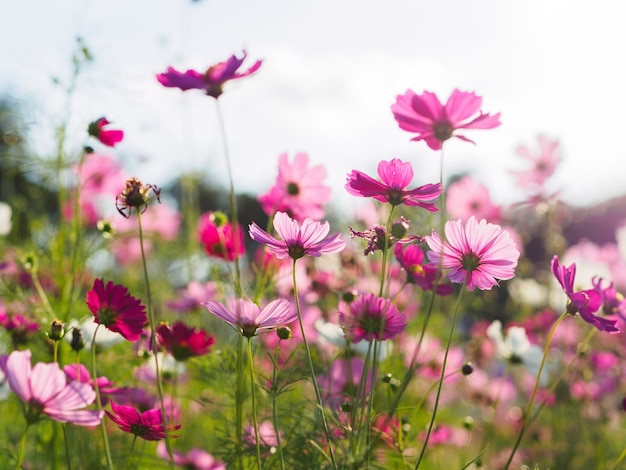 Flores hermosas del cosmos en el jardín para el fondo.