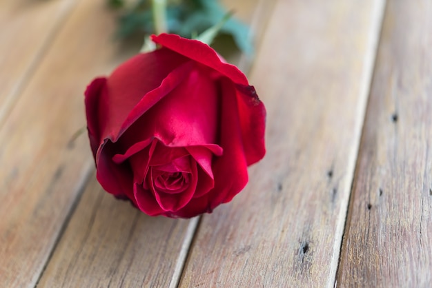 Flores hermosas de la naturaleza de la flor de la rosa del rojo del jardín para San Valentín en piso de madera