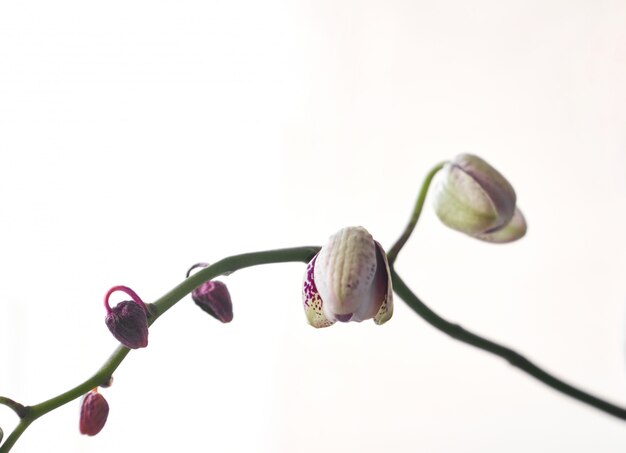 Flores hermosas de la orquídea del Phalaenopsis, aisladas en el fondo blanco