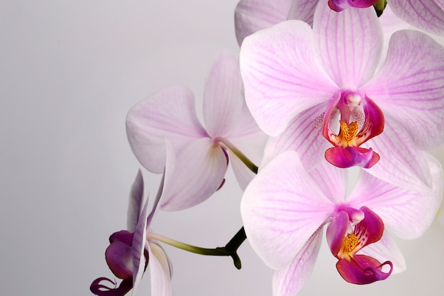 Flores hermosas de la orquídea del Phalaenopsis, aisladas en el fondo blanco