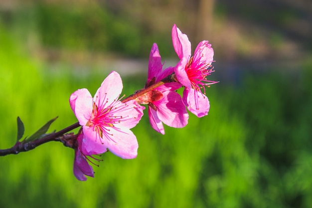 Flores hermosas rosadas de un árbol de melocotón en un día soleado