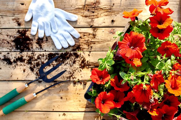 Flores y herramientas de jardinería sobre fondo de madera. Petunia en una canasta y equipos de jardín.