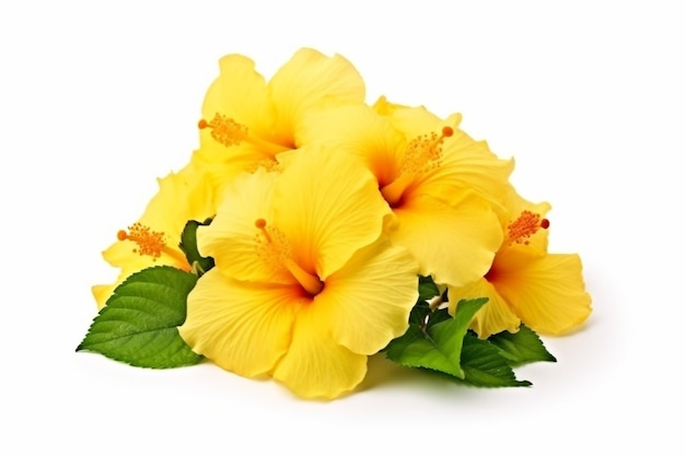 flores de hibisco amarillas aisladas sobre un fondo blanco