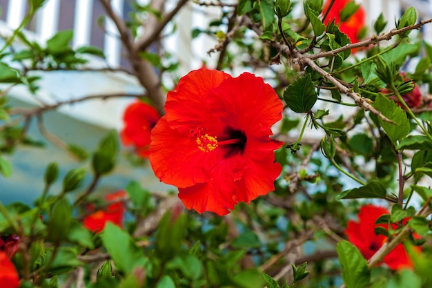 Flores de hibisco en el arbusto en el jardín. Vista cercana de la flor en el fondo de hojas verdes.