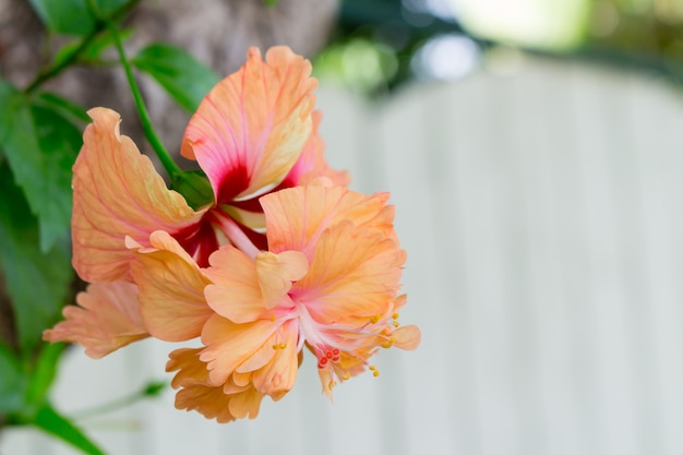 Flores de hibisco - flor de naranja