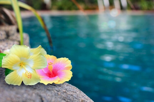 Foto flores de hibisco junto a la piscina.