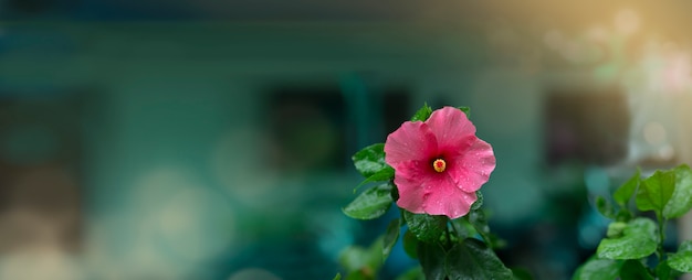 Flores de hibisco rosa en estado de ánimo de ensueño después de llover