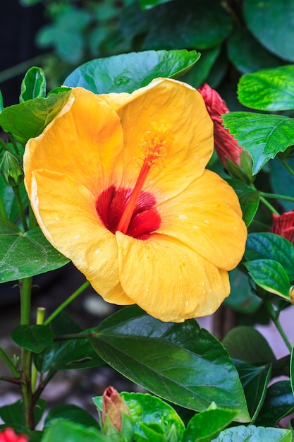 Las flores de hibisco son un género de plantas con flores perteneciente a la familia de las malvas