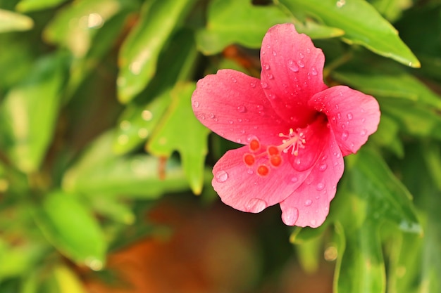 flores de hibisco en tropical