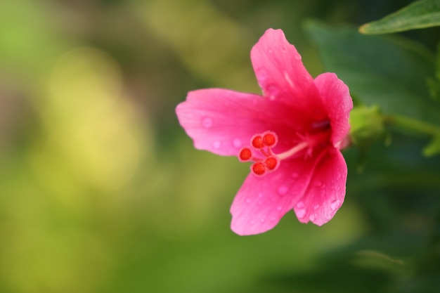 flores de hibisco en tropical