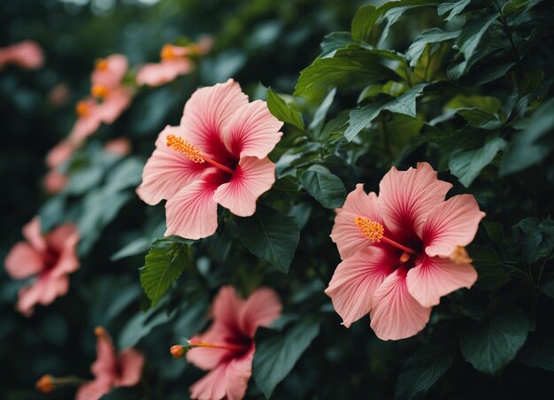 Foto las flores de un hibisco