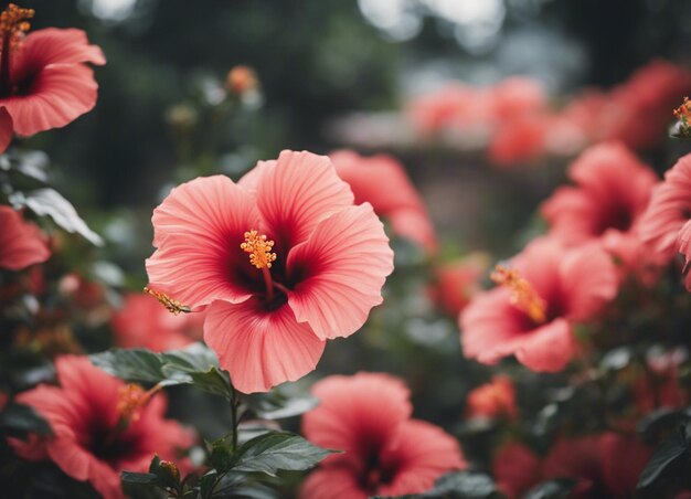 Foto las flores de un hibisco