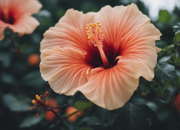 Las flores de un hibisco